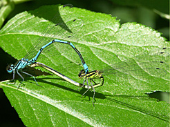 Hufeisen-Azurjungfer